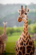 giraffes in the zoo
