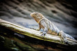 little Rhinoceros Iguana (Cyclura cornuta)