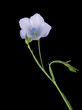 Linum bienne - Pale flax macro detail, spring wild flower