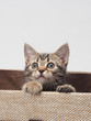箱から顔をだす子猫