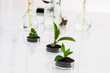 Experimenting with flora in laboratory.