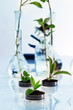 Experimenting with flora in laboratory.