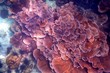coral reef