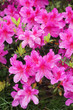 Foto: azalea flower azalea flower