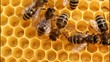 Work bees in the hive