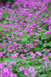 Foto: oxalis blooming oxalis blooming