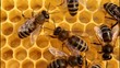 Bees build honeycombs