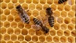Bees build honeycombs
