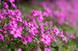 Foto: oxalis blooming oxalis blooming