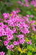 Foto: oxalis blooming oxalis blooming