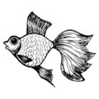 goldfish