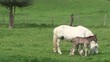 Jument boulonnaise dans un pré et son poulain
