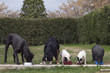 Photo: group of 4 dogs and a Vietnamese pig, eating together group of 4 dogs and a Vietnamese pig, eating together