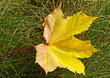 Photo: Leaf on the grass. Leaf on the grass.