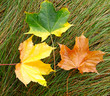 Photo: Leafs on the grass. Leafs on the grass.