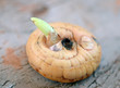 Gladiolus bulb with the germ before planting in the ground