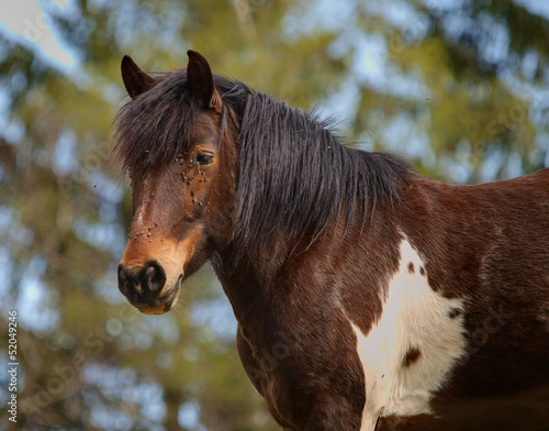 Photo: CHEVAL CHEVAL