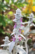 Stachys byzantina