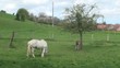 Jument boulonnaise dans un pré et son poulain