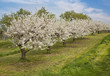 Foto: Blooming peach trees Blooming peach trees