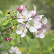 Foto: Peach blossom flowers Peach blossom flowers