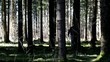 Robber attack the traveler in the woods