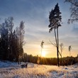 winter forest at the sunset