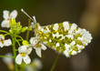 Anthocharis cardamines