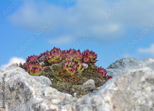 Photo: Sukkulente Sempervivum Sukkulente Sempervivum