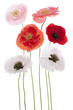 Poppy