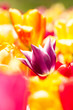 Lila Tulpe