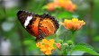 le papillon