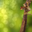 Photo: tropical tree frog tropical tree frog