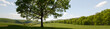 Spring green landscape