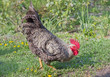 cock