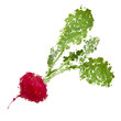fresh radishes vector illustration of blots