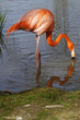 Foto: Flamingo im Wasser Flamingo im Wasser