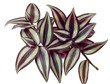 Foto: green and purple,brilliant leaves of tradescantia green and purple,brilliant leaves of tradescantia