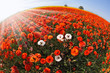 The  large field of  buttercup