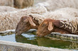 thirsty sheep