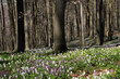Lerchenspornblüte auf dem Bärenkopf im Kalletal