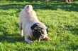 Mops Mickey