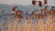 Dancing on the lake reed plants