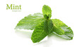 Mint isolated on white
