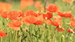beautiful red poppies