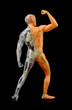 human body back