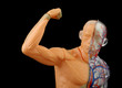 human muscles