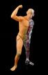 human muscular system