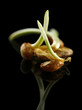 Wheat germs, on black background