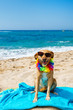 Relaxing dog at the beach